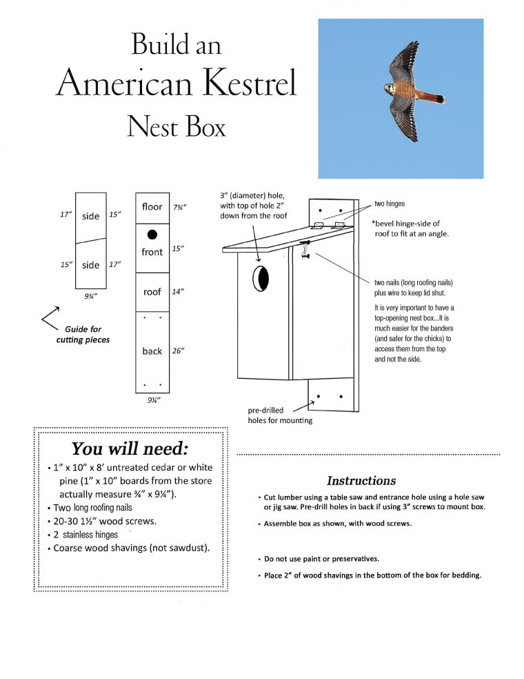 american-kestrel-check-out-our-blog-backyard-birding-and-beyond