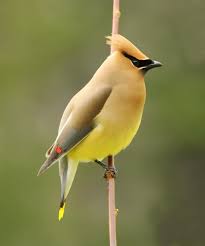 cedar waxwing | more at birdingbnb.com | birding backyard and beyond