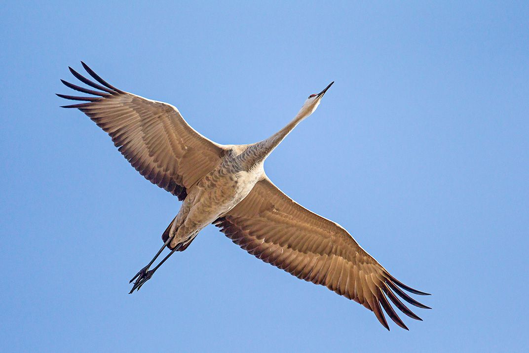 Sandhill Cranes | follow us | birding backyard and beyond