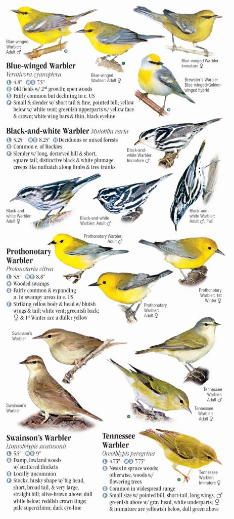 Don't forget the Warblers | read our blog | birdingbnb