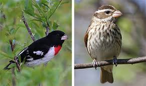 There are 7 species of Grosbeaks and all of them are beautiful. The most dramatic, however, is the flashy and easy to attract Rose-breasted Grosbeak. 