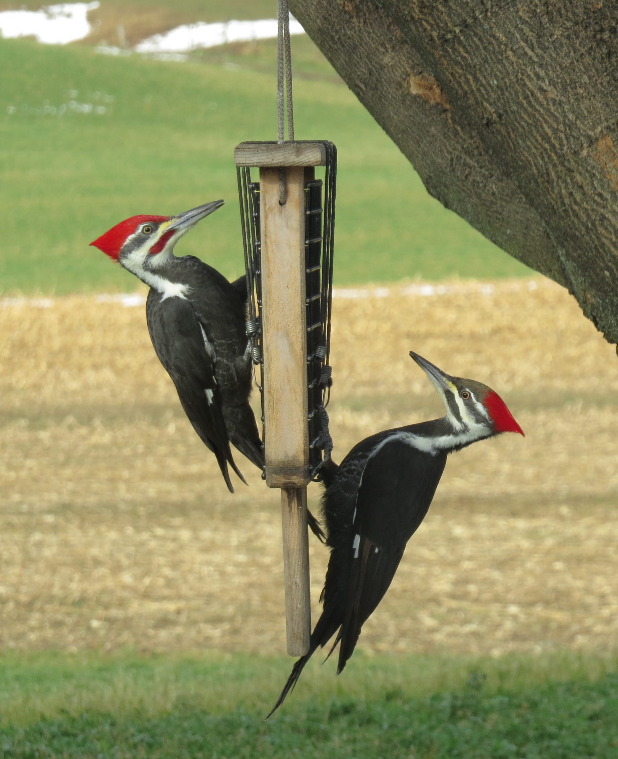 pileated-woodpeckers-read-this-article-birding-backyard-and-beyond