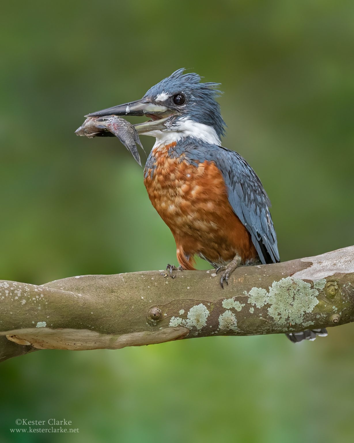 swordheart kingfisher