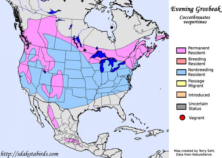 Evenig Grosbeaks Need Our Help | Interesting Article | birdingbnb