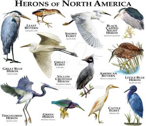 Overview of Herons Bitterns and Egrets | READ | birdingbnb