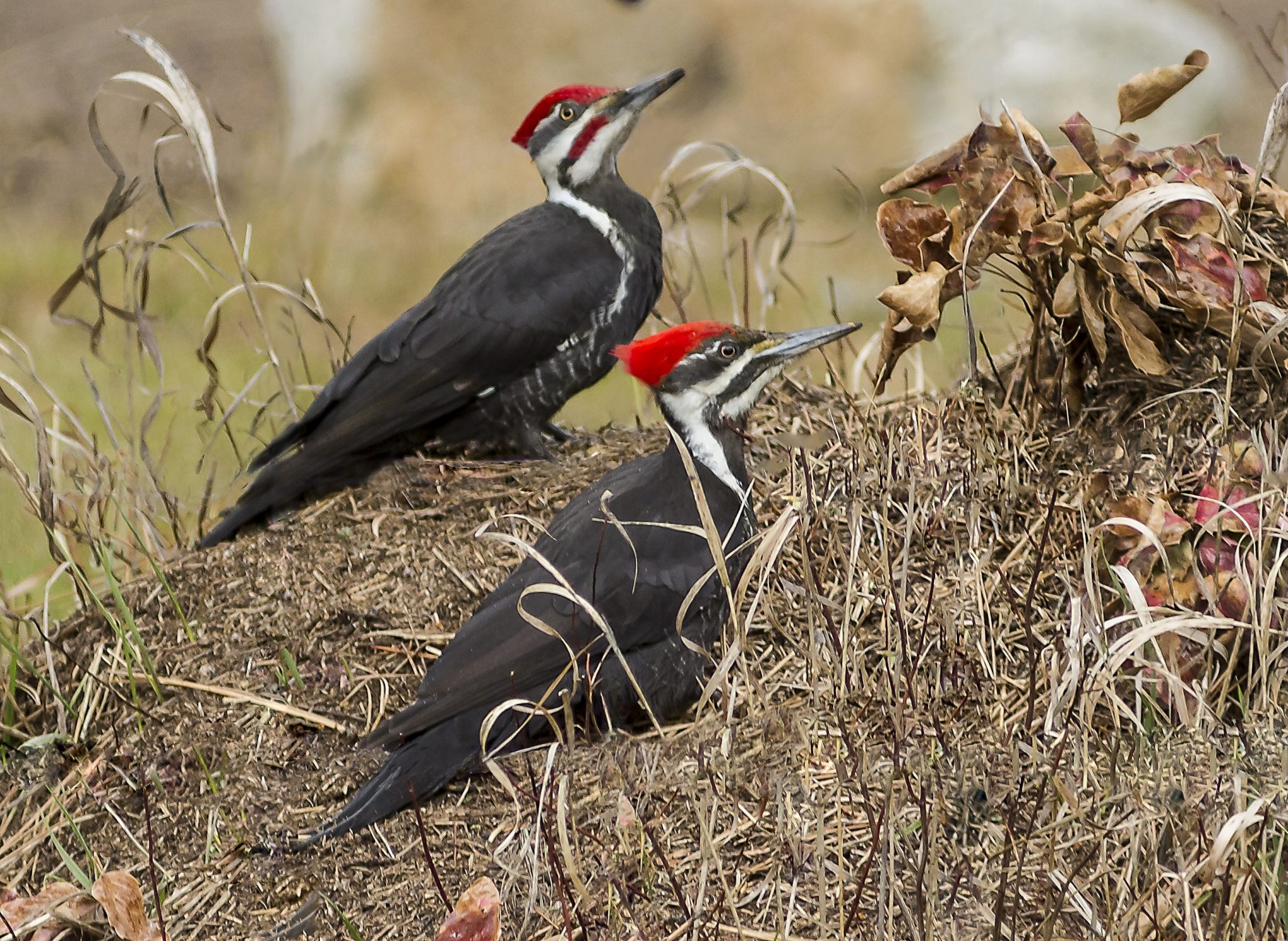 Pileated Woodpeckers Read This Article Birding Backyard And Beyond 