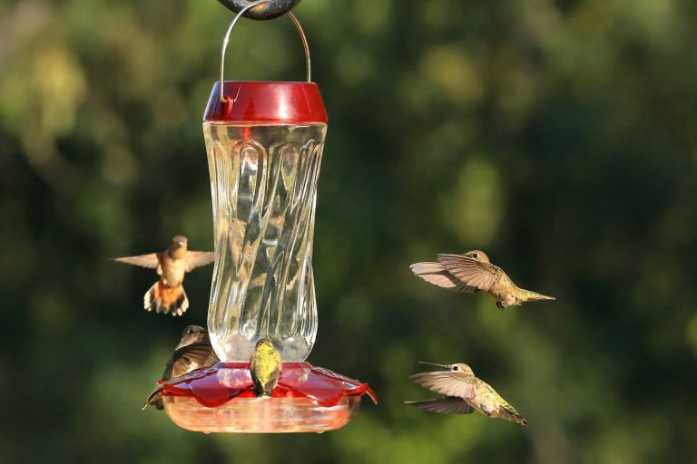 How to clean a hummingbird feeder | read this | birdingbnb