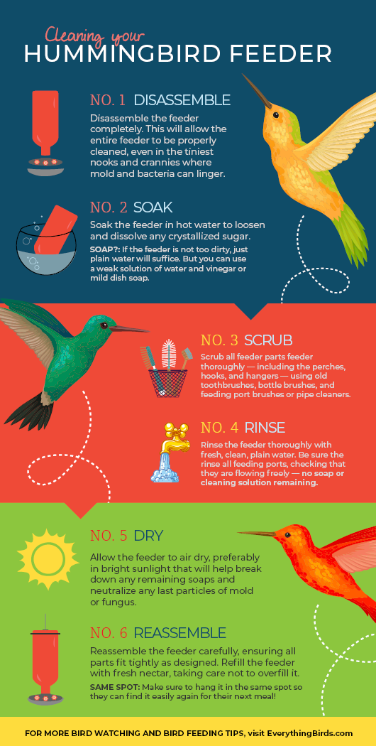 How to clean a hummingbird feeder read this birdingbnb