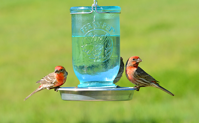 Importance of Providing Water for Birds