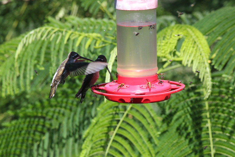 How to clean a hummingbird feeder read this birdingbnb