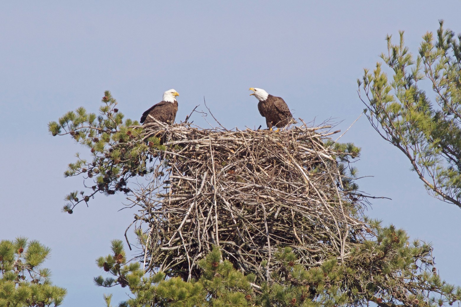 Birds Eagles Nest