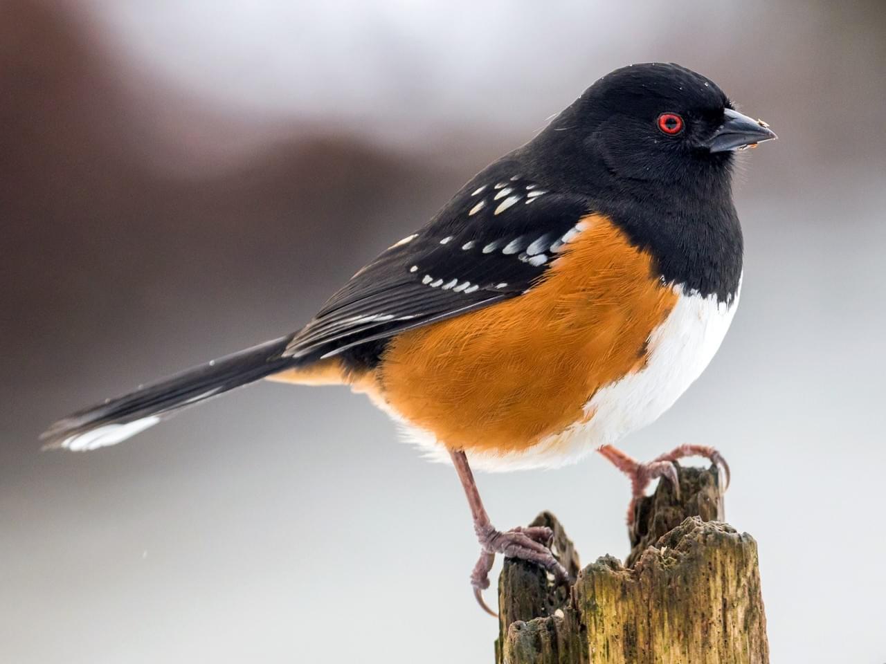 What Is A Rufous Sided Towhee Wonderful Read Birdingbnb