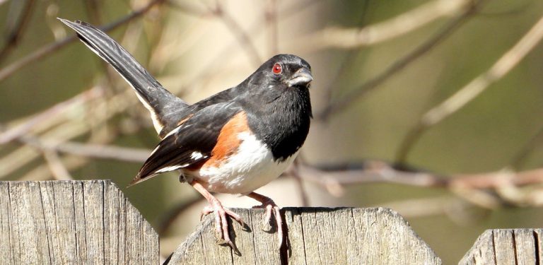 What Is A Rufous Sided Towhee Wonderful Read Birdingbnb