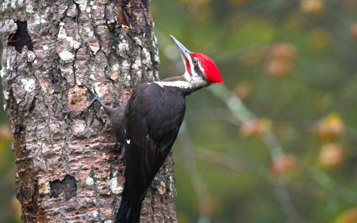 Northern Flicker | GREAT ARTICLE | Birding Backyard & Beyond