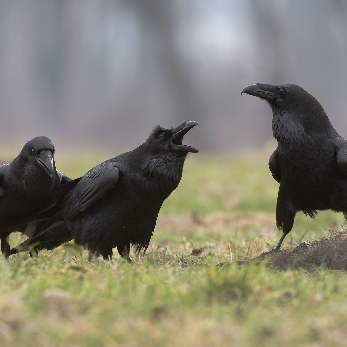 flock of raven