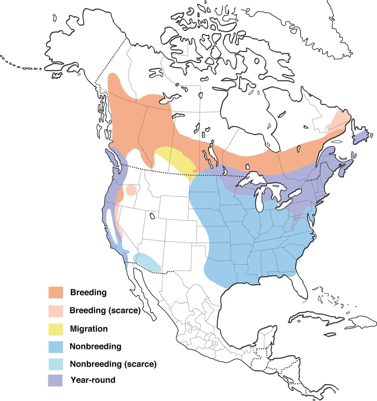 Ah, the Purple Finch | GREAT READ | Birding: Backyard & Beyond