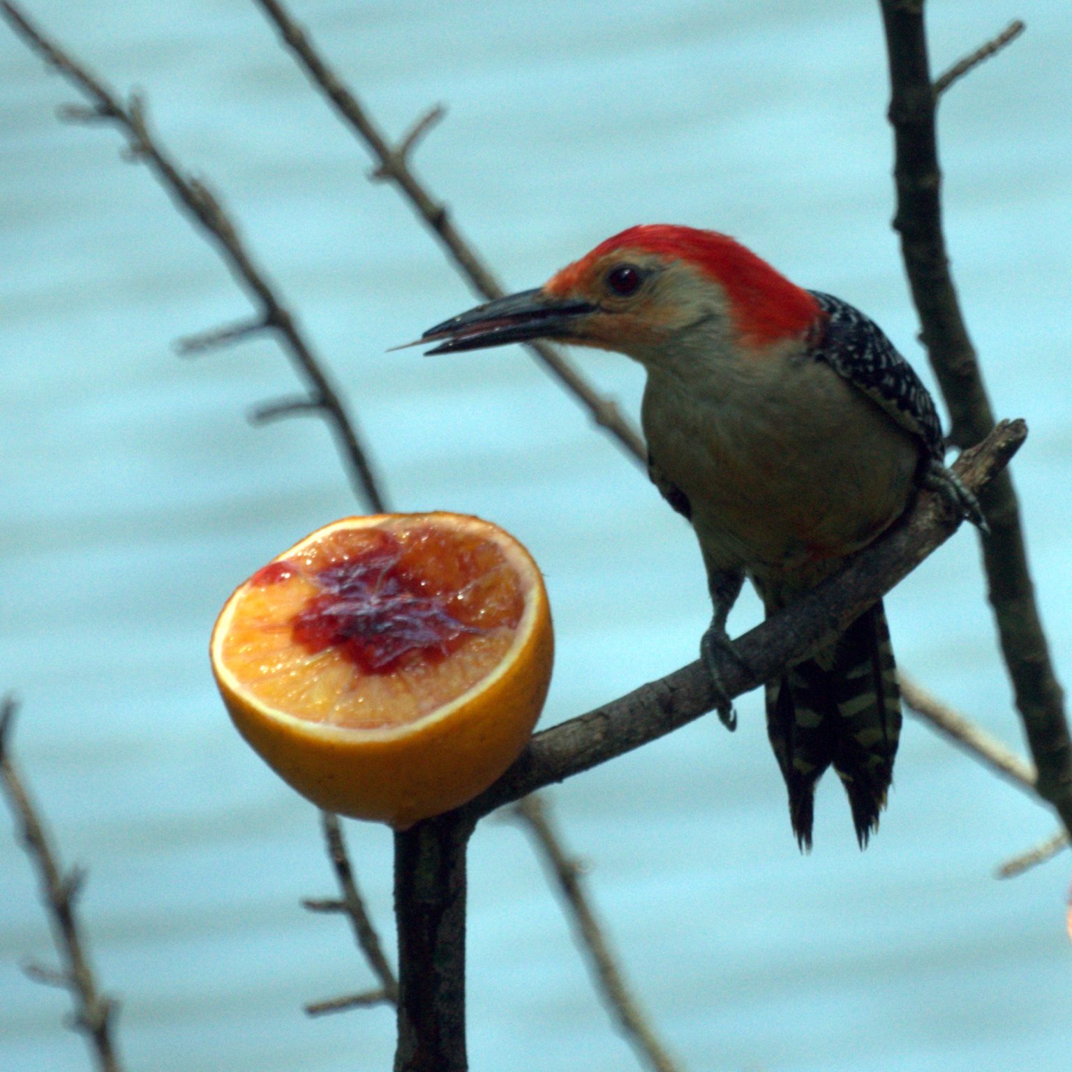 jelly cat woodpecker