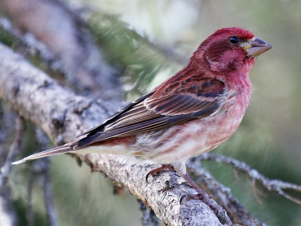 purple finch