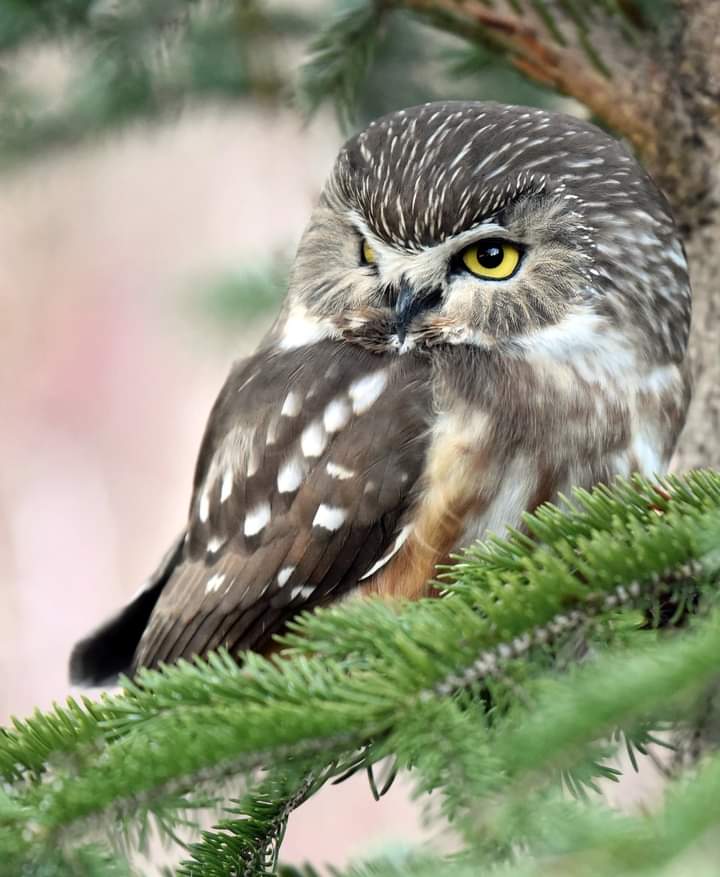 Cute Babe Saw Whet Owls Great PIX Birding Backyard Beyond