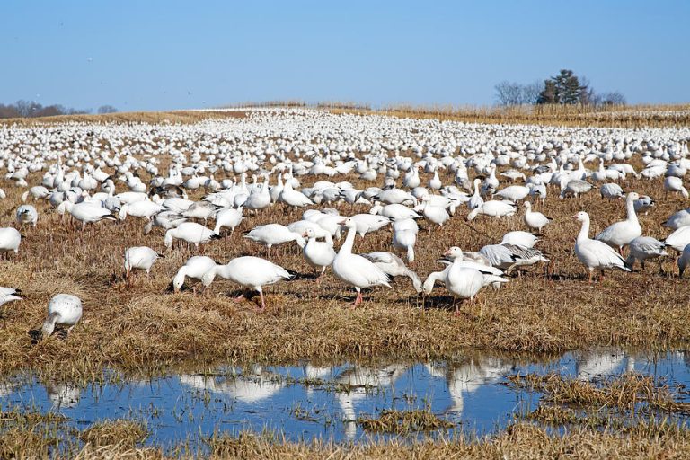 The Beautiful Snow Goose | Wonderful Article | birdingbnb.com