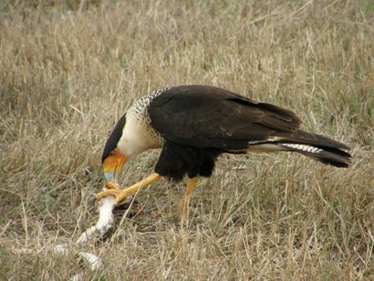 Caracara, Mexican Eagles in Texas.