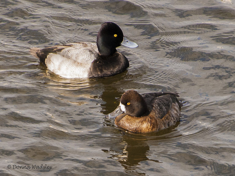 Duck Duck, GOOSE! | OVERVIEW of WATER FOWL | birdingbnb