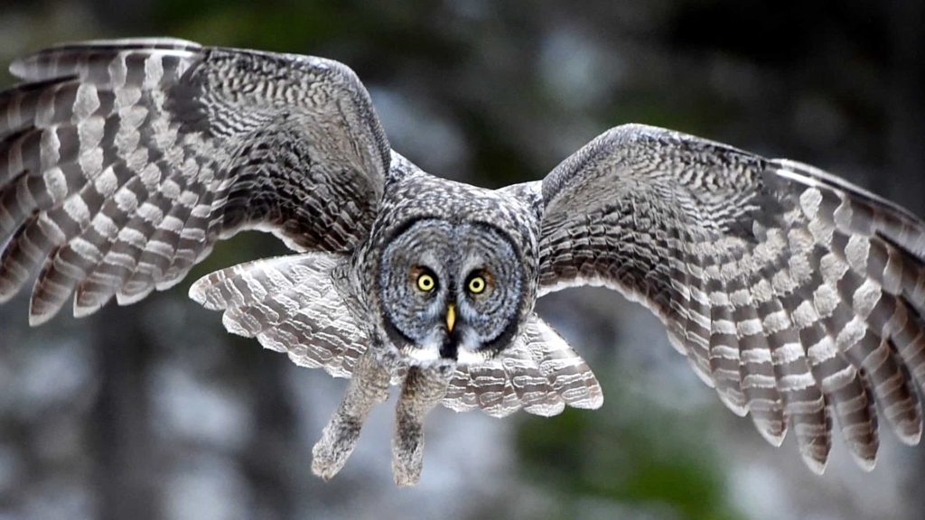 great gray owl wingspan