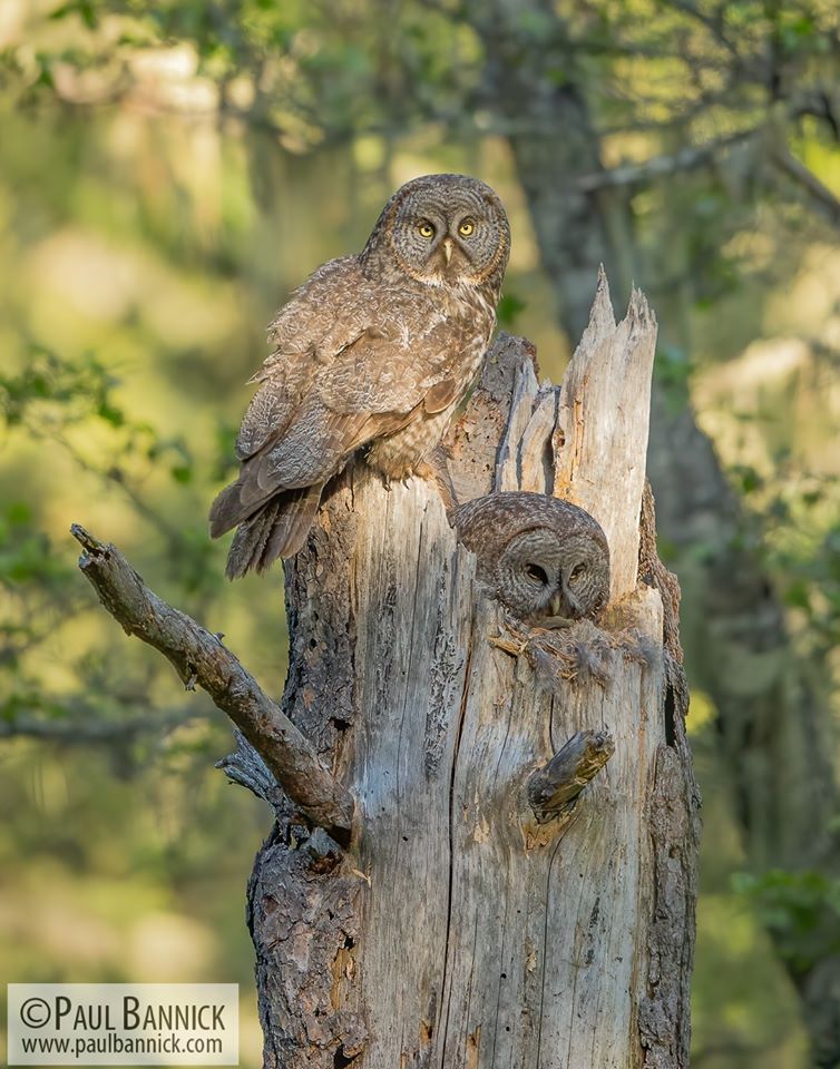 The Magnificent Great Gray Owl | Great Article! | birdingbnb.com