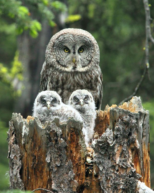 The Magnificent Great Gray Owl | Great Article! | birdingbnb.com