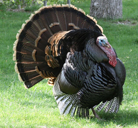 Gotta Love The Wild Turkey S Great Read Birdingbnb