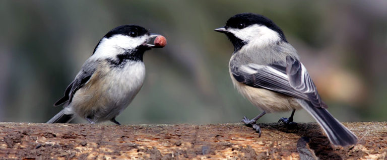 Chickadees of N America | see this | Birding Backyard and Beyond